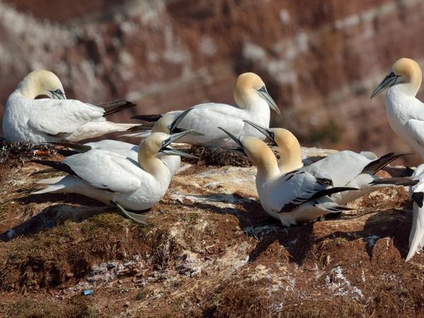 <h3><a href="/trips/helgoland/biota/animalia/chordata/aves/016 suliformes/002 sulidae/morus bassanus/morus bassanus-nl.html">Morus&nbsp;bassanus</a> / Northern&nbsp;gannet / Jan‑van‑gent</h3>NIKON D7100 met AF-S Nikkor 300mm f/2.8G IF-ED VR II, 1/2000 sec  bij F10.0, ISO 250, afstand 29.8&nbsp;m